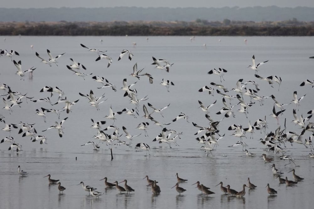 Avocettes