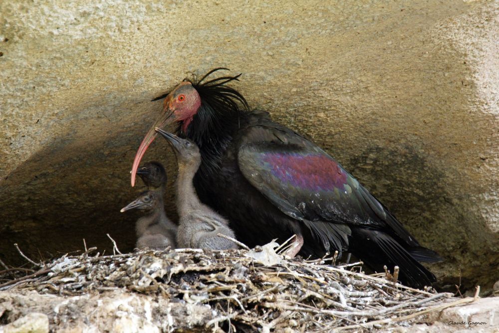 Ibis chauve