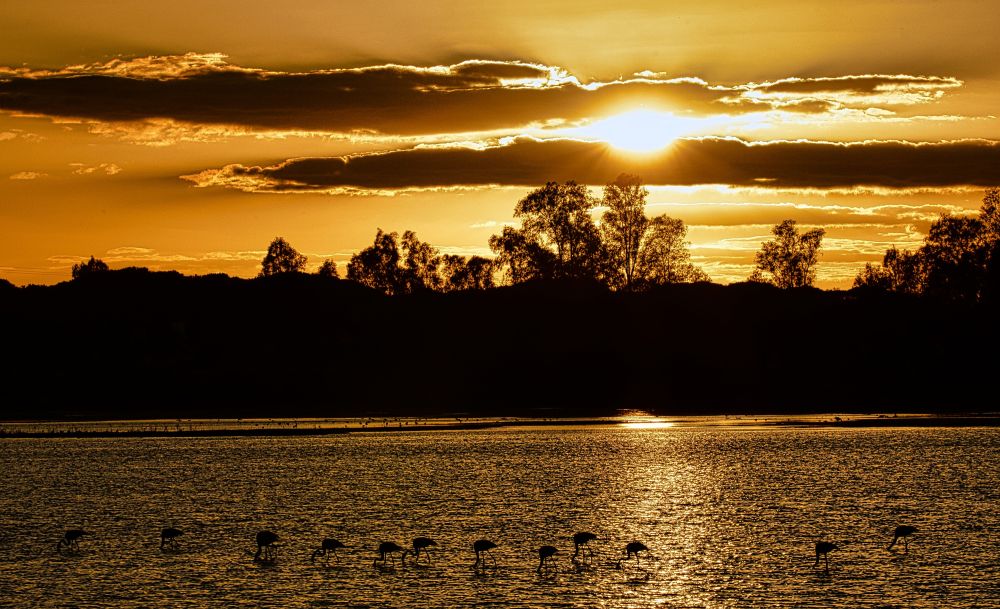 Flamant rose au coucher de soleil