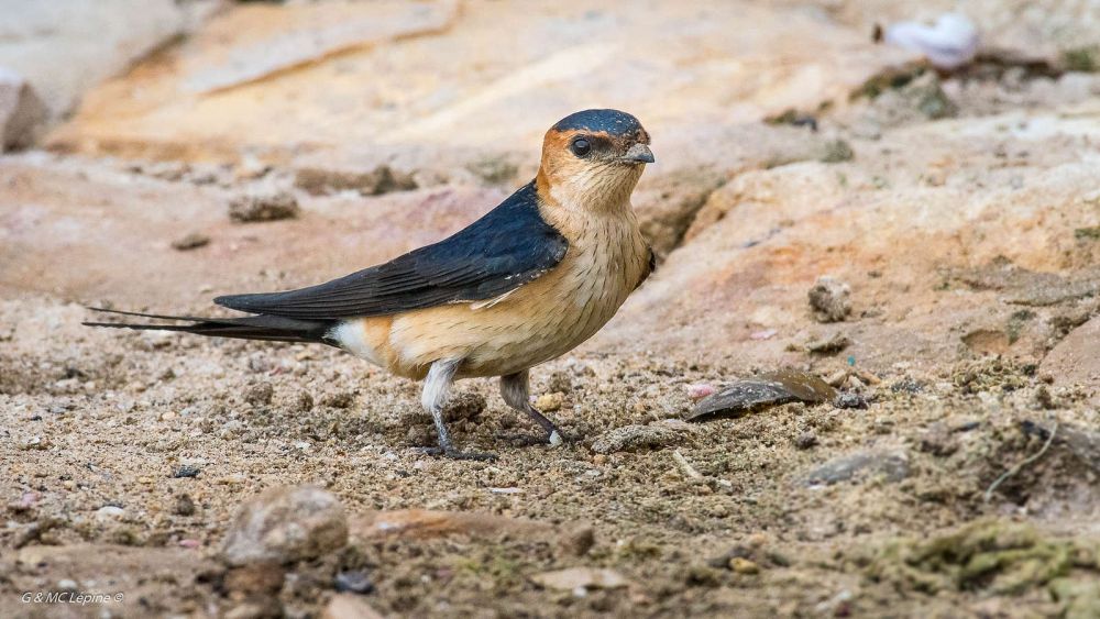 Hirondelle rousseline