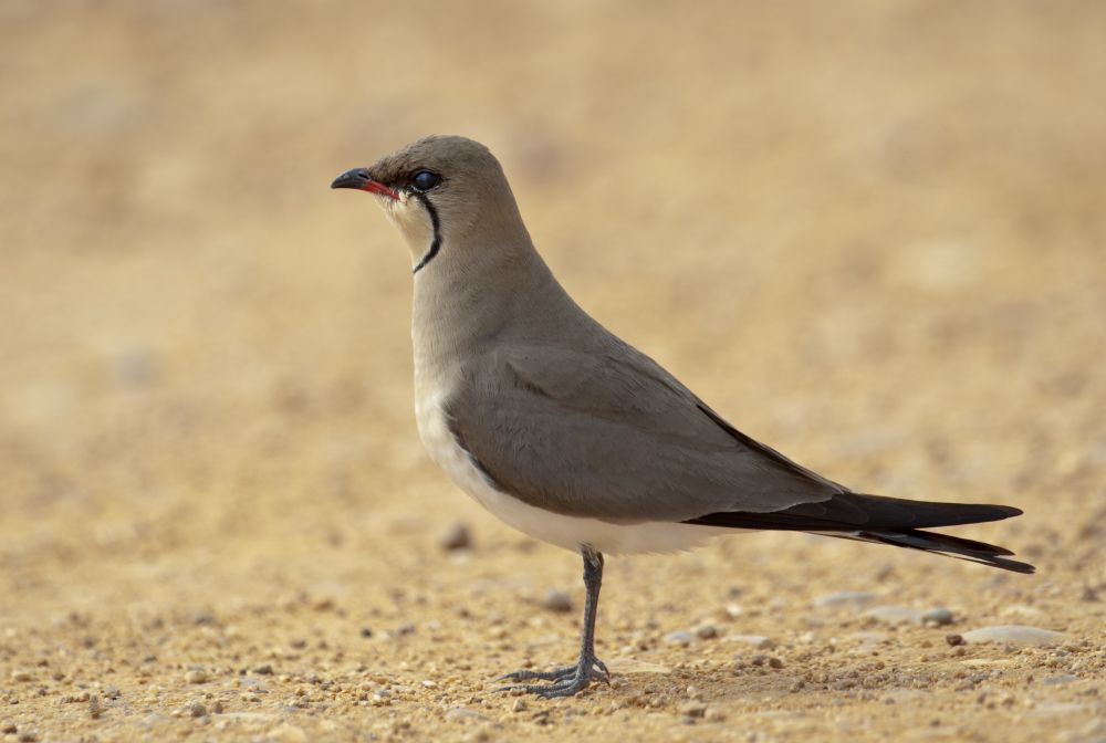 Glaréole à collier