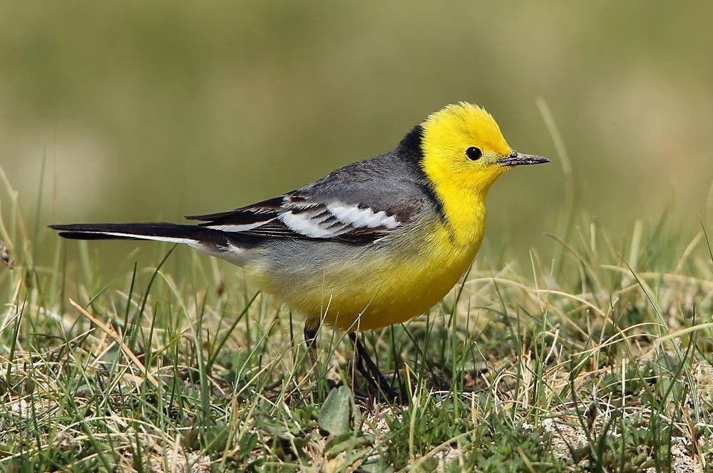 Bergeronnette citrine