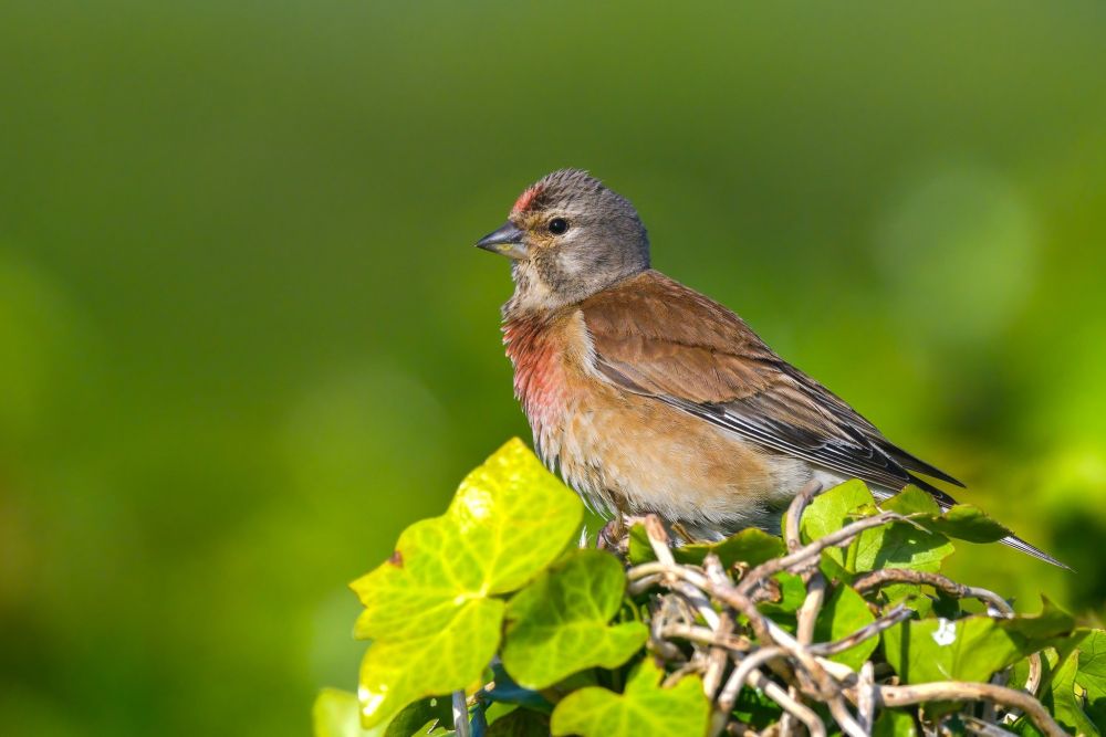 Linotte mélodieuse