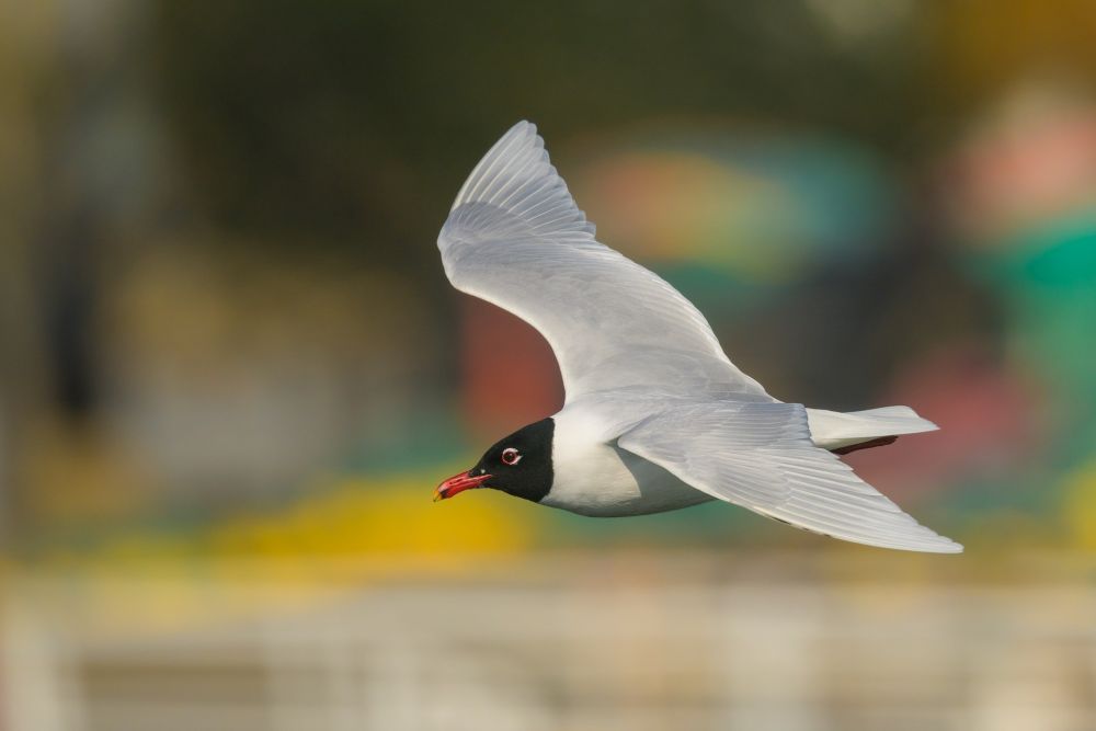 Mouette mélanocéphale
