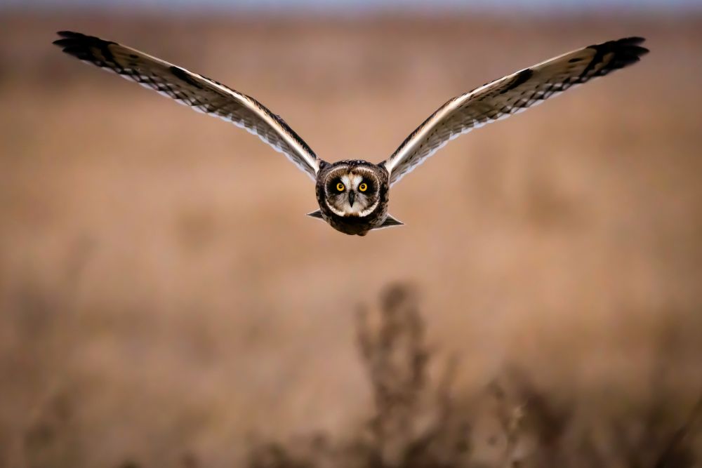 Hibou des marais