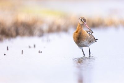 Barge à queue noire