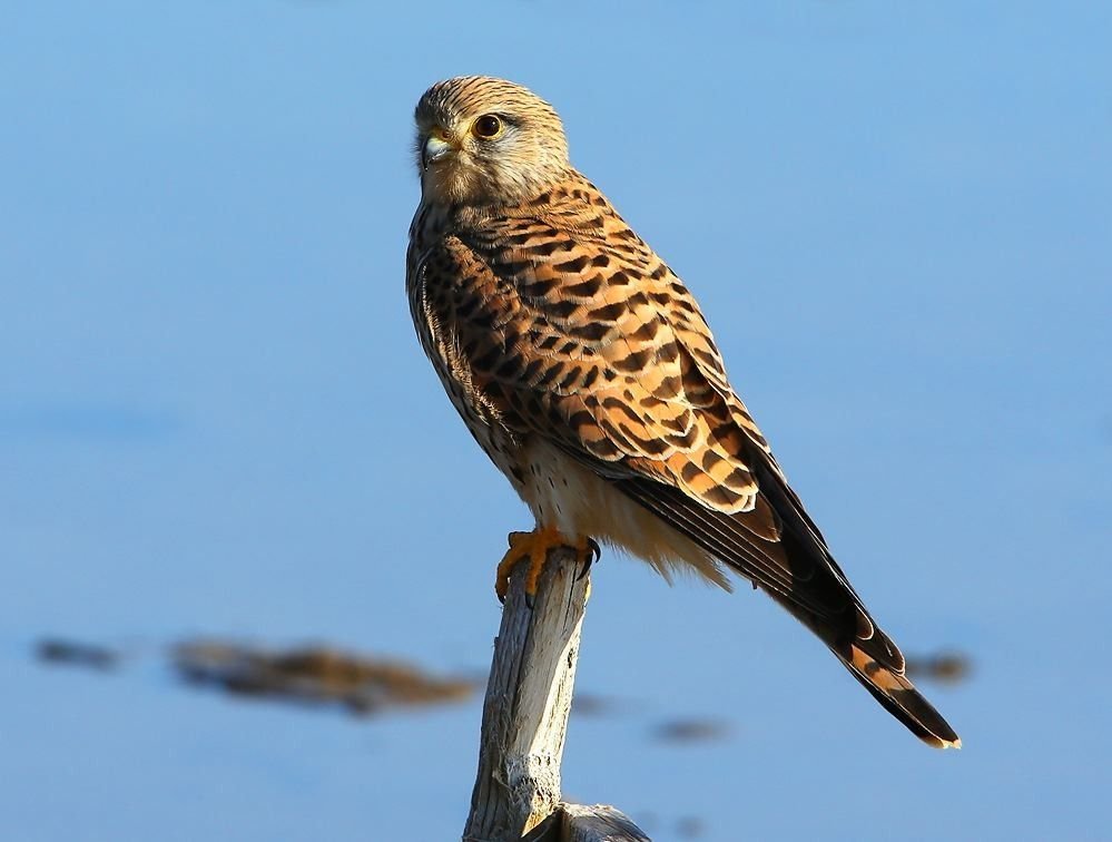 Faucon crécerelle
