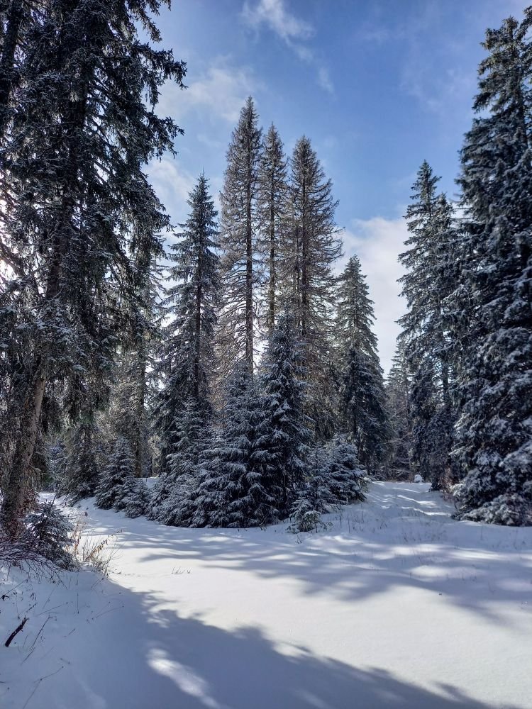Randonnée en forêt enneigée - Jura