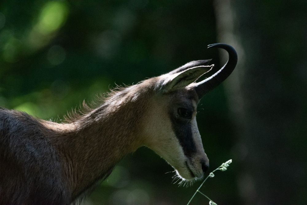 Chamois - Jura