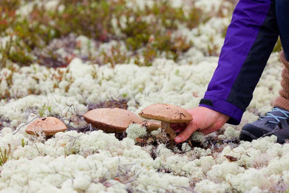 © Marie-Aure - Cueillette de champignons Cueillette de champignons