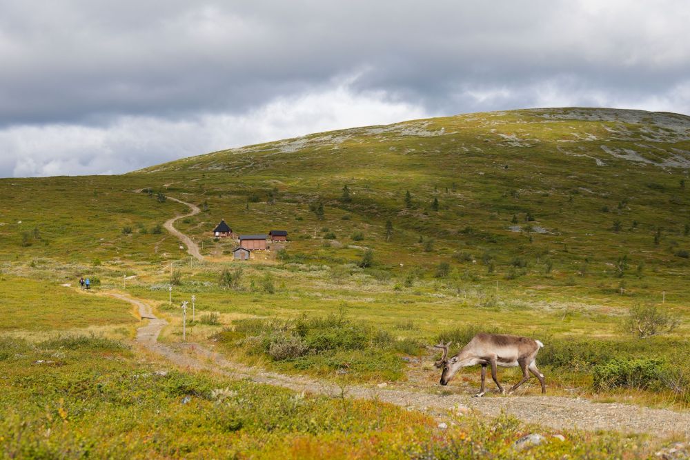 © Marie-Aure - Renne sur un sentier Renne sur un sentier