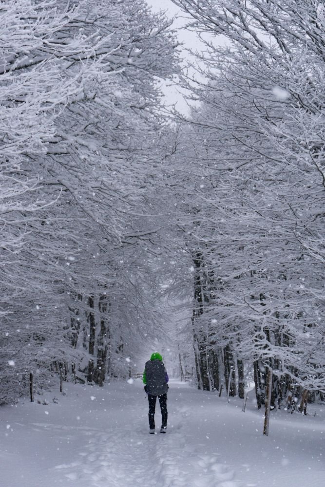 Randonnée dans la forêt en hiver