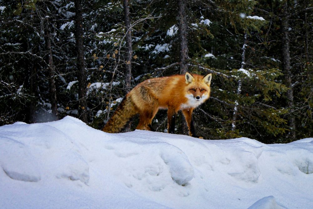 Renard