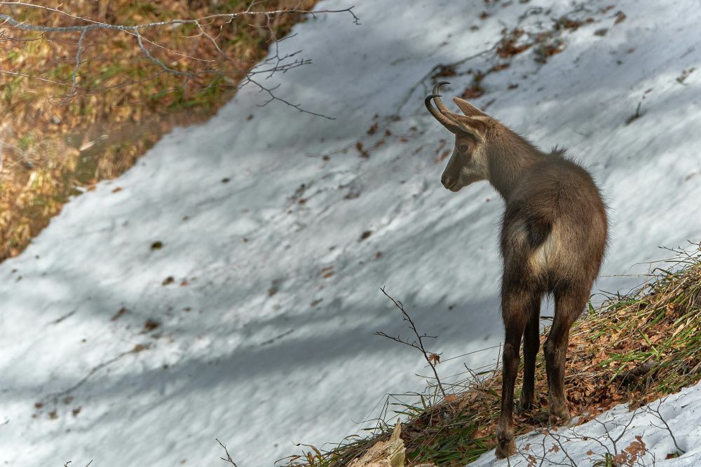 Chamois