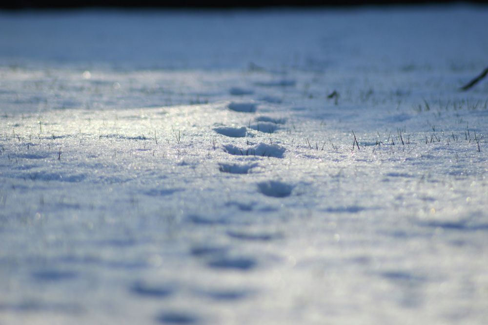 Traces