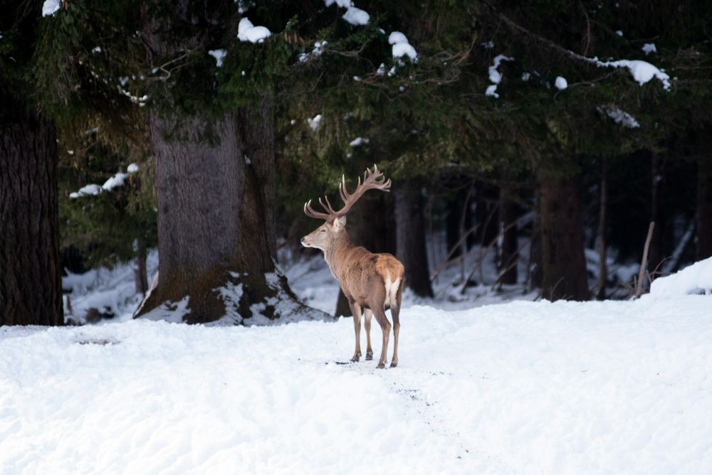 Cerf