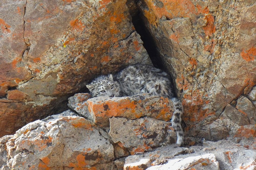 Panthère des neiges