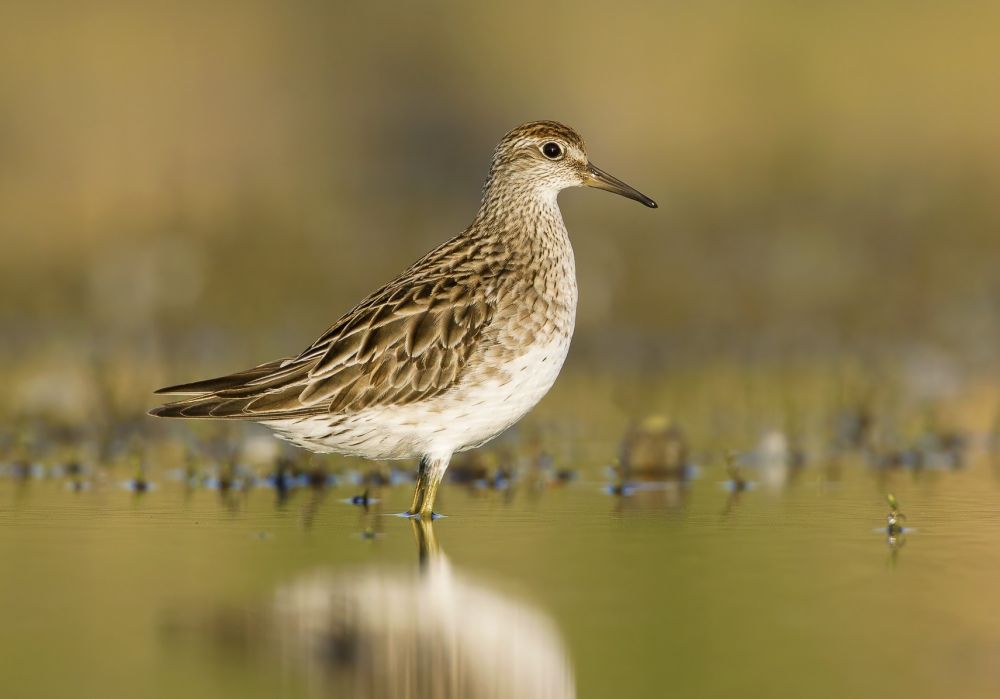 Bécasseau à queue pointue