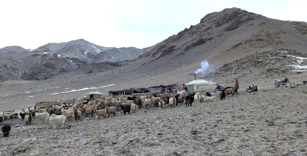 Eleveurs sur les sites à panthères