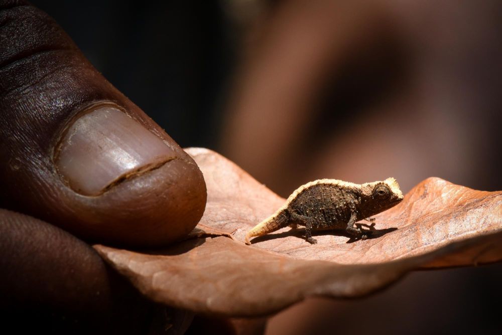 Caméléon Brookesia minima (Nosy Hara)