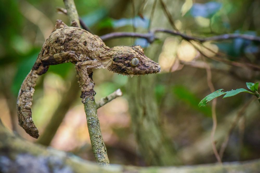 Gecko Uroplatus sikorae