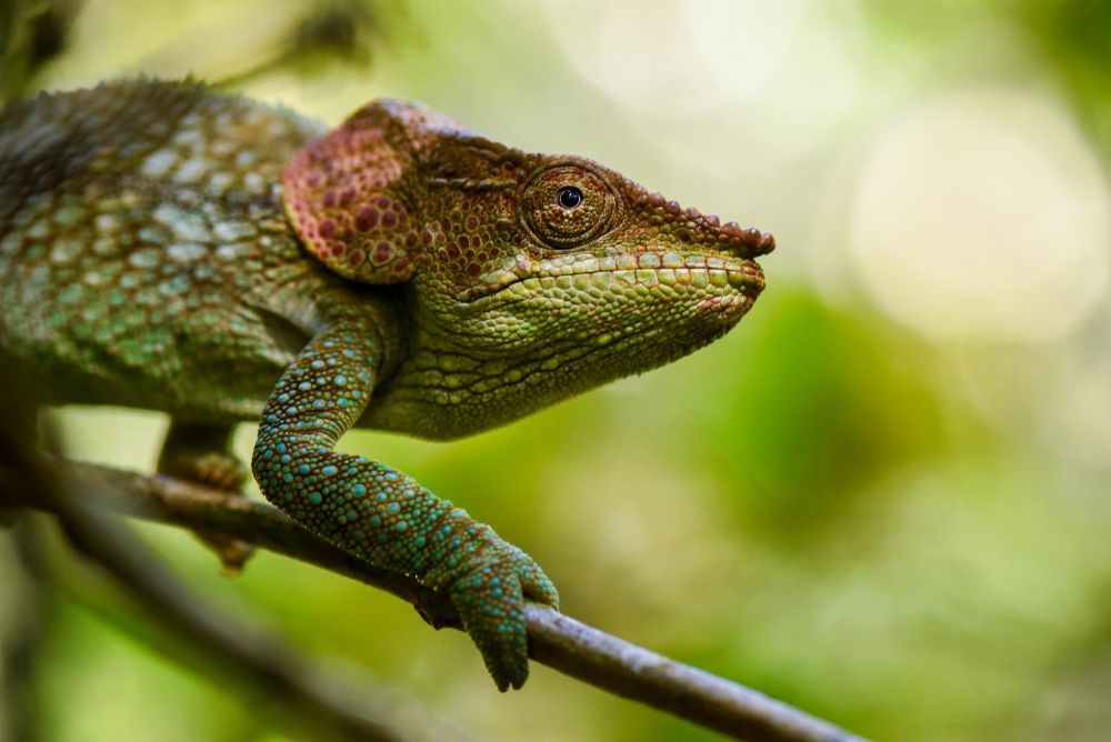 Caméléon de la montagne d'Ambre