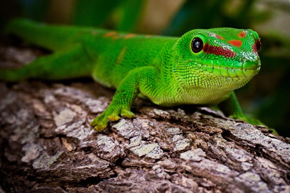 Gecko diurne géant (Phelsuma grandis)