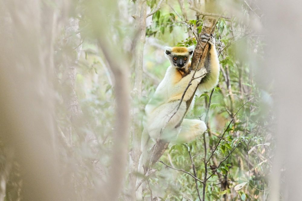 Propithèque de Tattersall
