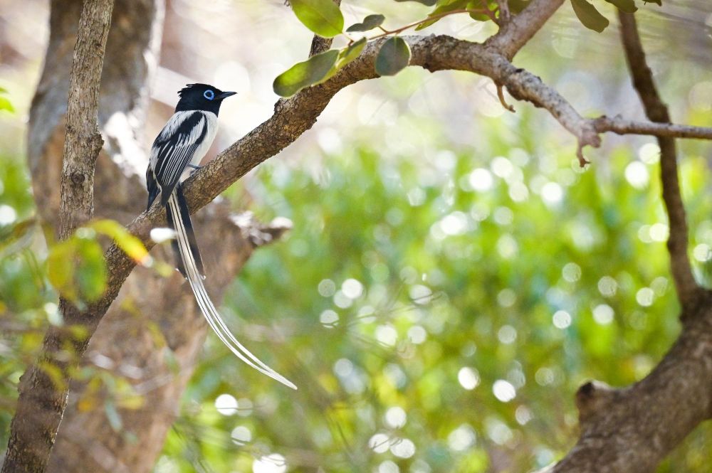 Tchitrec malgache (mâle)