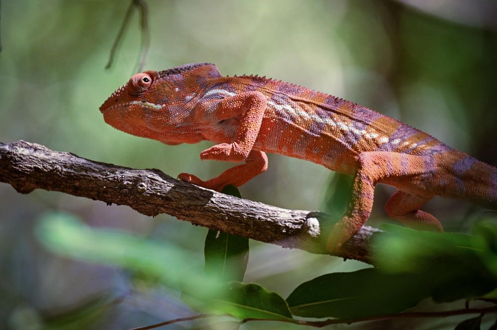 Caméléon d'Oustalet