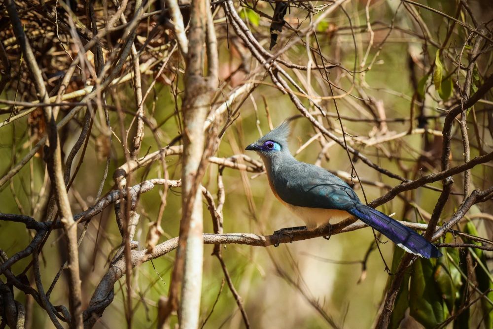 Coua huppé