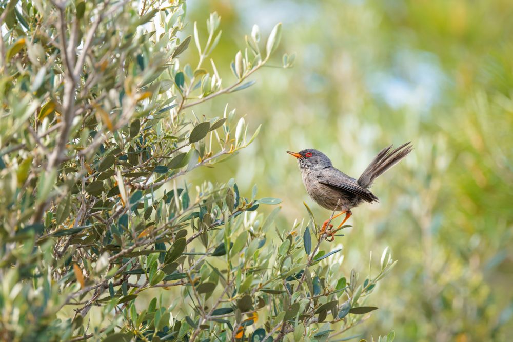 © Bastien Jorigne - Fauvette des Baléares Fauvette des Baléares