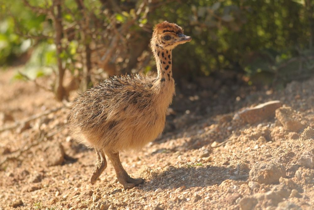 Photo voyage Afrique du sud 6