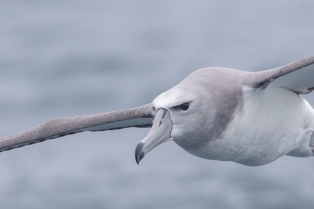 Photo voyage Afrique du sud 2