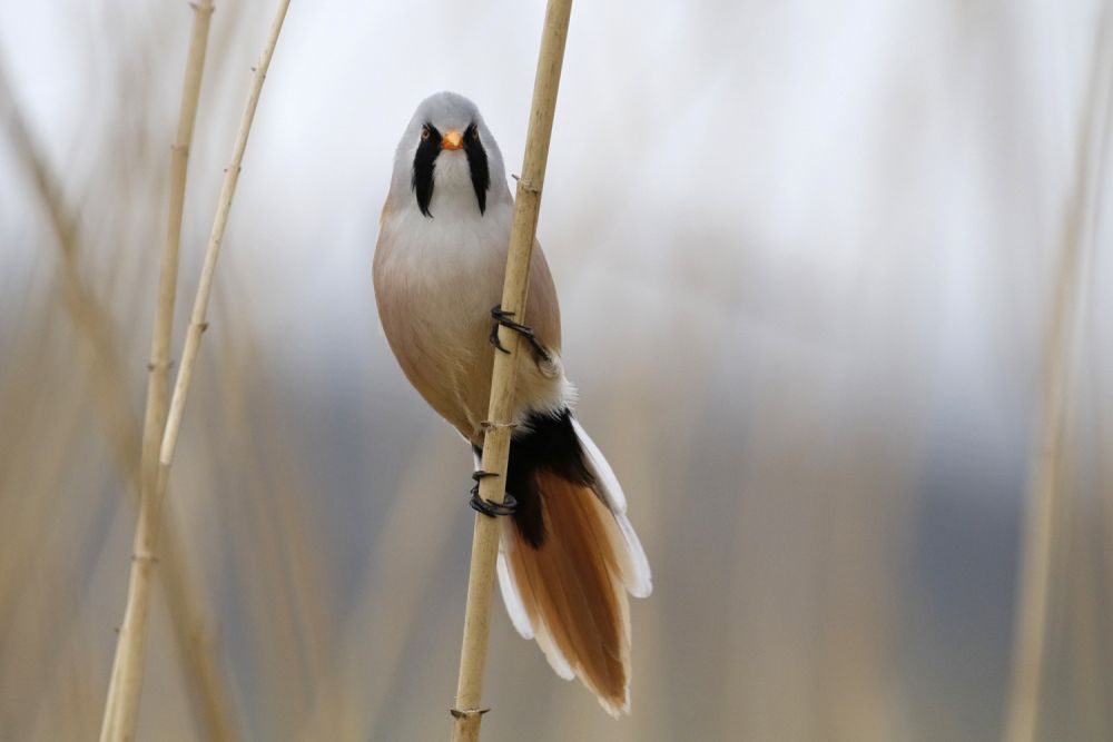 Panure à moustaches