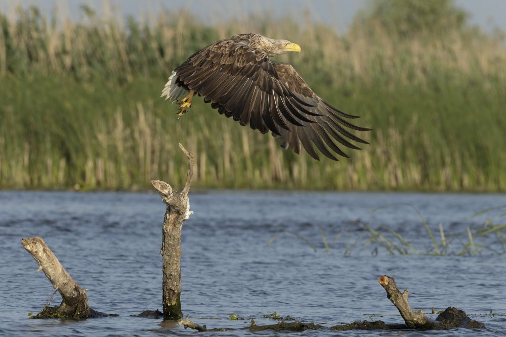Pygargue à queue blanche