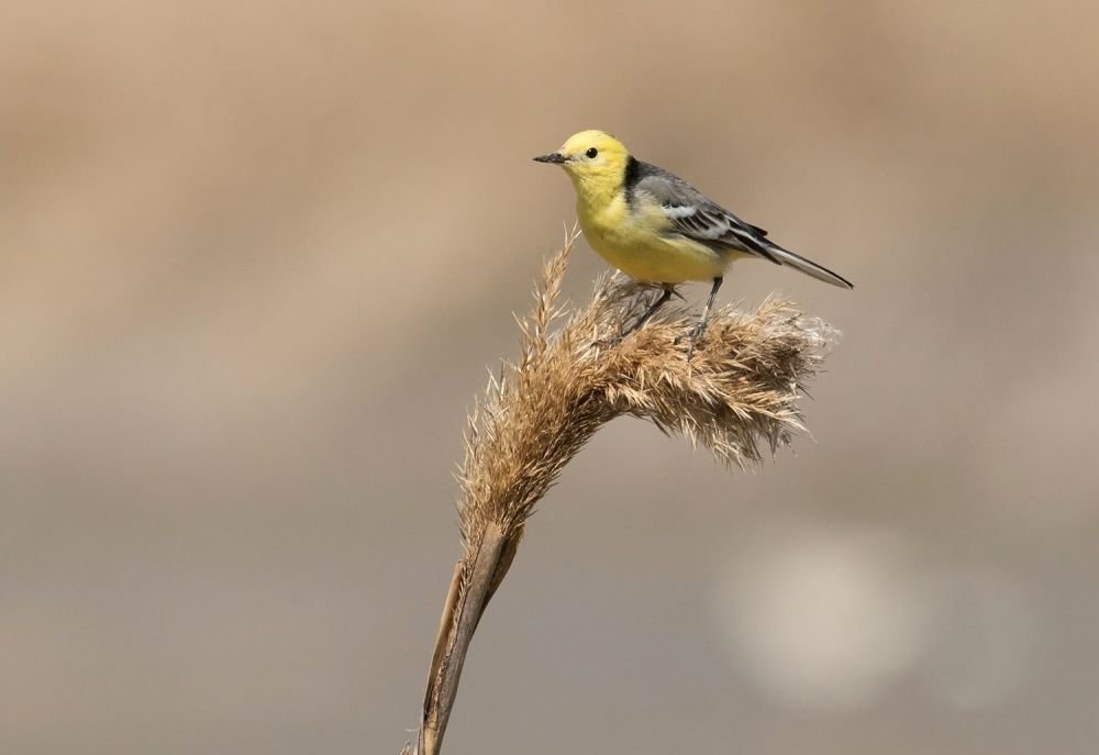 Bergeronnette citrine