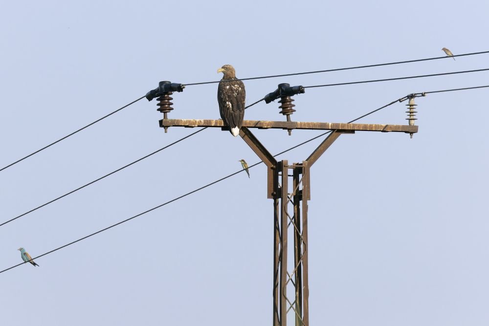 Rollier d'Europe, Pygargue à queue blanche, Guêpier d'Europe, Pie-grièche écorcheur