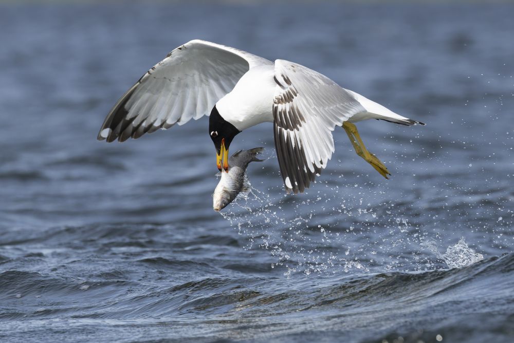 Goéland ichthyaète