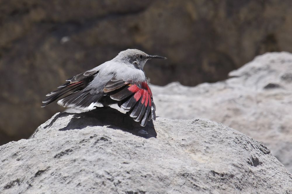 Tichodrome échelette