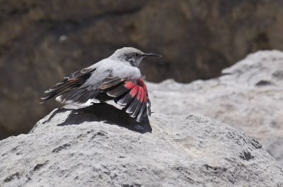 Tichodrome échelette
