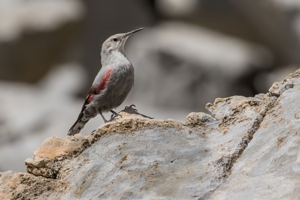 Tichodrome échelette