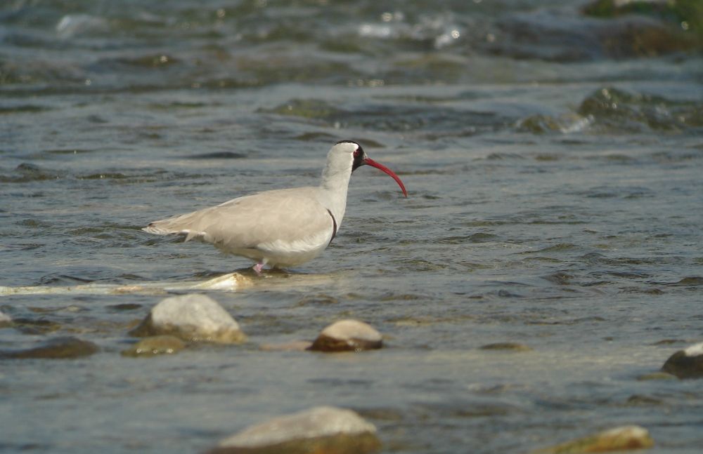 Bec-d'Ibis tibétain