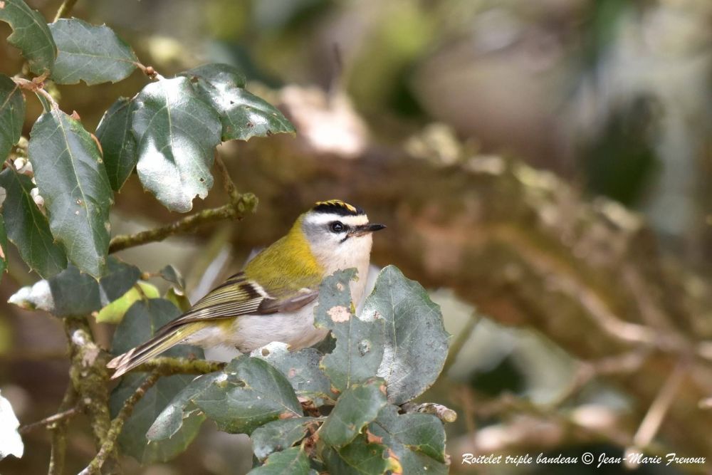 Roitelet triple bandeau