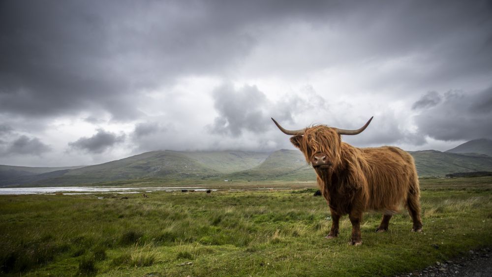 Vache highland
