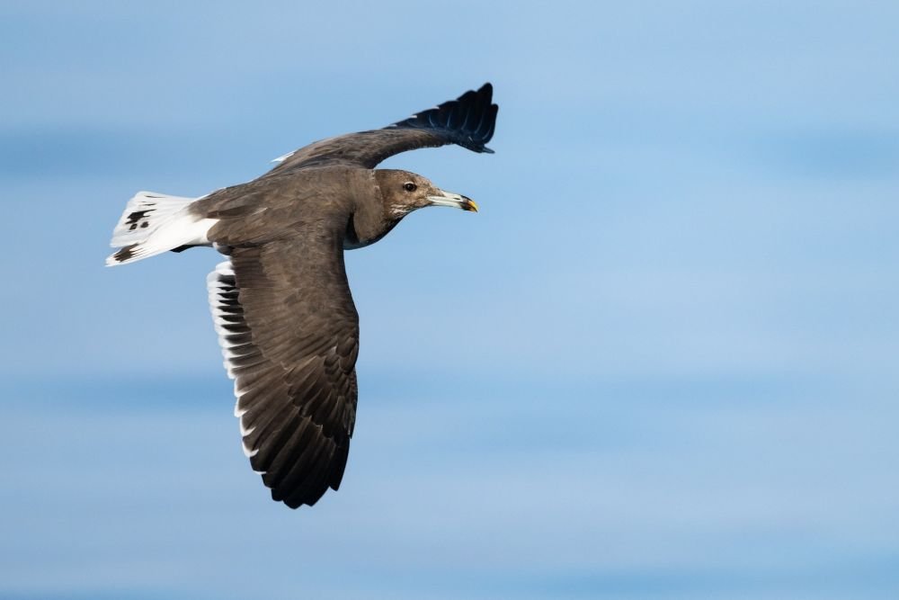 Goéland de Hemprich