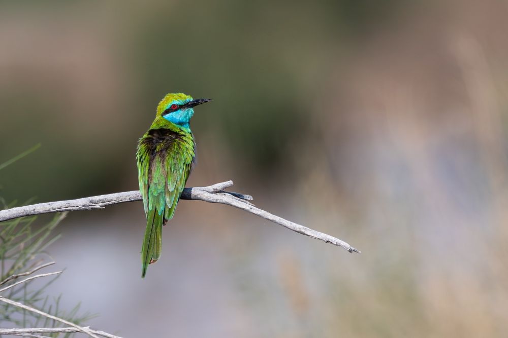 Guêpier à sourcils bleus
