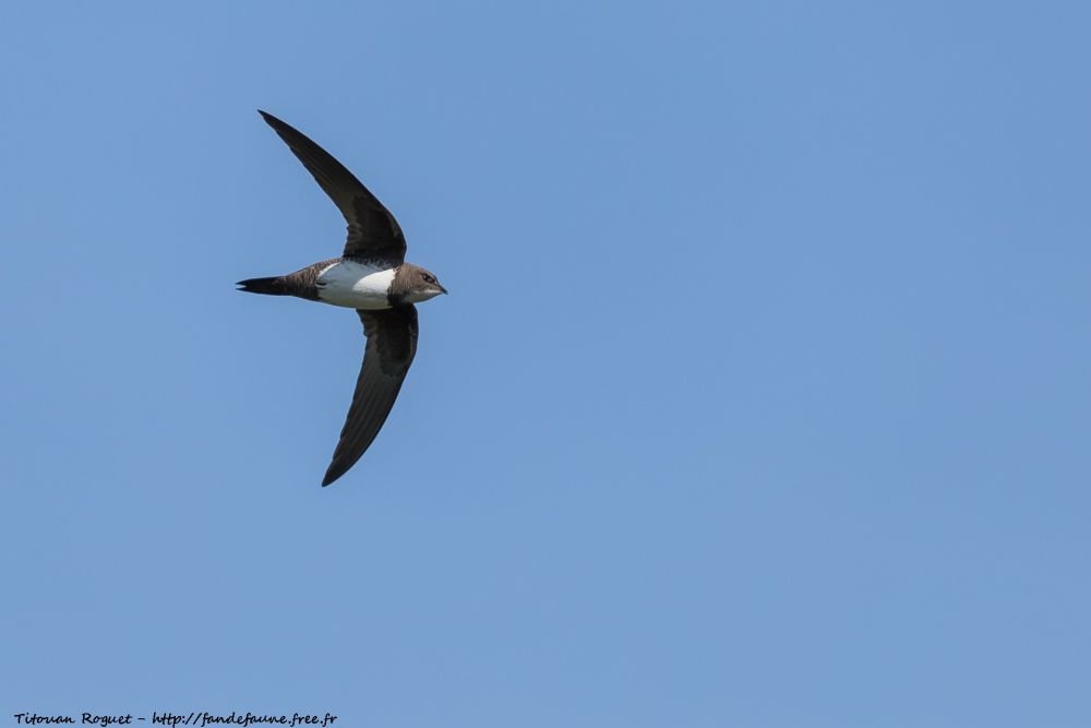 Martinet à ventre blanc