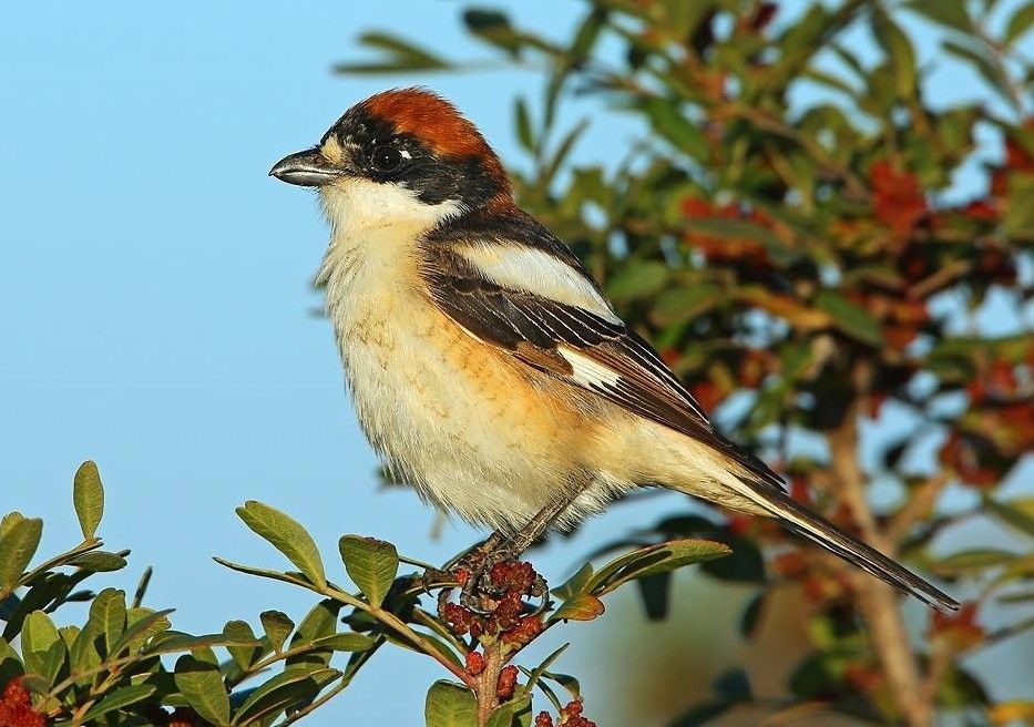 Pie-grièche à tête rousse