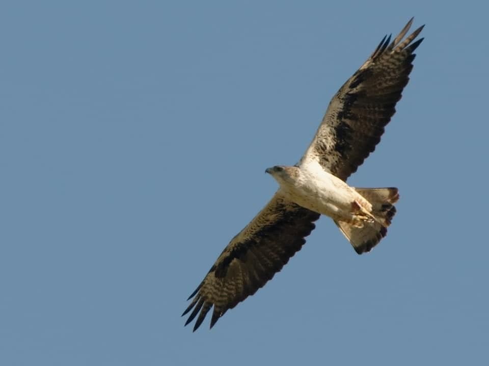 Aigle de Bonelli